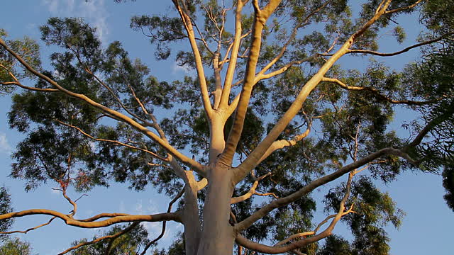 tree pruning